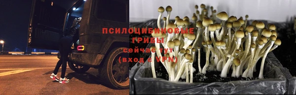 дживик Белокуриха